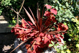 Coleus & Variegated Yucca - Rose Garden