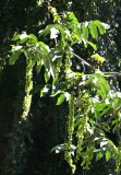 Walnut Tree Seed Pods