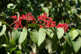 Viburnum Blossom Buds or Fruit? - Rock Garden