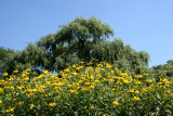 Cone Flowers