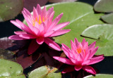 Water Lily