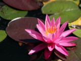 Water Lily