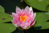 Water Lily