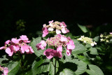 Hydrangea - Osborne Garden