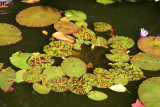 Water Lily Pads