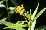 Asclepias or Milkweed