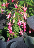 Fuchsia Blossoms