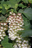 Hydrangea