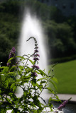 Fountain & Butterfly Bush