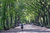 The Mall Literary Walk - American Elm Trees