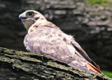 Red Tailed Hawk in an American Elm Tree - Central Park Mall