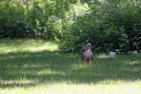 Red Tailed Hawk after Catching a Snake