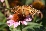 Butterfly & Echinacea