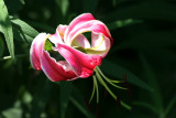 Lily - Robert Wagner Jr Park