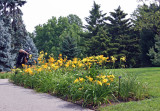 Lilies - Conservatory Gardens