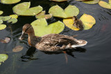 Ducks - Lily Pond Area
