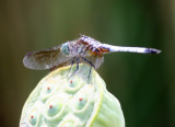 Dragon Fly on a Lotus Seed Pod - Lily Pond Area