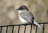 Eastern Phoebe - Sayornis phoebe