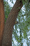 Yellow Bellied Sapsucker on a Willow Tree