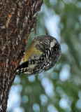 Yellow Bellied Sapsucker on a Willow Tree