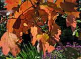 Oak Leaf Hydrangea Foliage