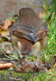 Hermit Thrush - Catharus guttatus