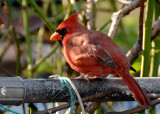Cardinal
