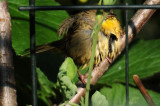 Common Yellowthroat Warbler - Geothlypis trichas