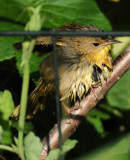 Common Yellowthroat Warbler - Geothlypis trichas