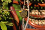 Common Yellowthroat Warbler - Geothlypis trichas