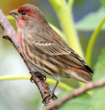 House Finch - Carodacus mexicanus