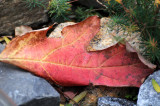 Oak Leaf Hydrangea Leaf in the Rock Garden