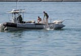 Dolphin Training near Coronado Naval Base