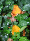 Linden Leaves on a Bed of Ivy