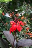 Garden View - Canna, Rose Hips & Japanese Anemones