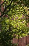 Sycamore Tree Foliage & NYU Library