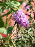 Monarch on a Butterfly Bush Blossom