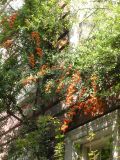 Pyracantha