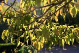 Dogwood Foliage