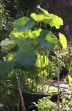American Lotus or Nelumbo lutea