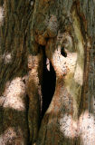 Linden Tree Trunk