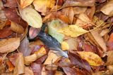 A Feather in Crab Apple Tree Foliage