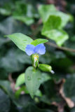 Commelina communis