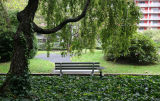 Garden Bench Under a Cherry Tree