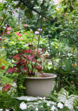 Under an Apple Tree - Garden View