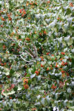 Hawthorne Trees