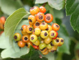 Hawthorne Tree Berries