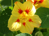 Nasturtium or Tropaeolum