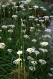Allium or Garlic Chive Blossoms
