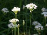 Allium or Garlic Chive Blossoms